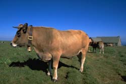 http://www.aubrac.com/histoirp.htm